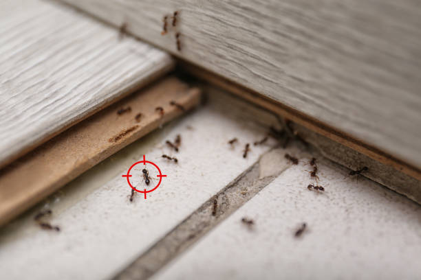 Best Wildlife Control Services  in West Hollywood, CA