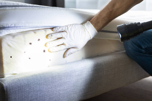 Best Emergency Pest Control  in West Hollywood, CA