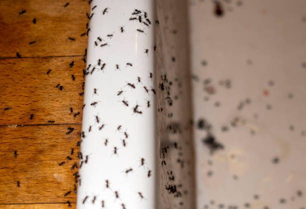 Best Pest Prevention Services  in West Hollywood, CA