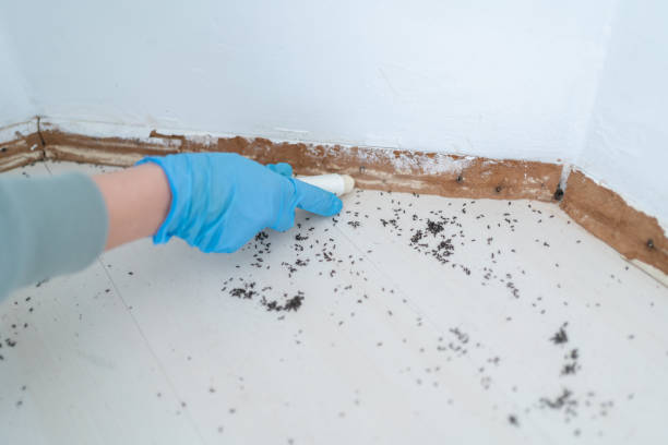 Best Spider Control Near Me  in West Hollywood, CA